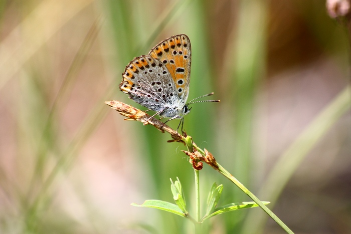 Lycaena tityrus o dispar ?